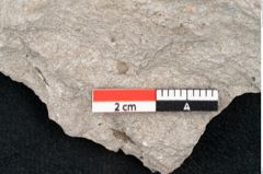Foto (Detailansicht) von Magnolia dianae Unger (NHMW-GEO-2024-0188-6667)